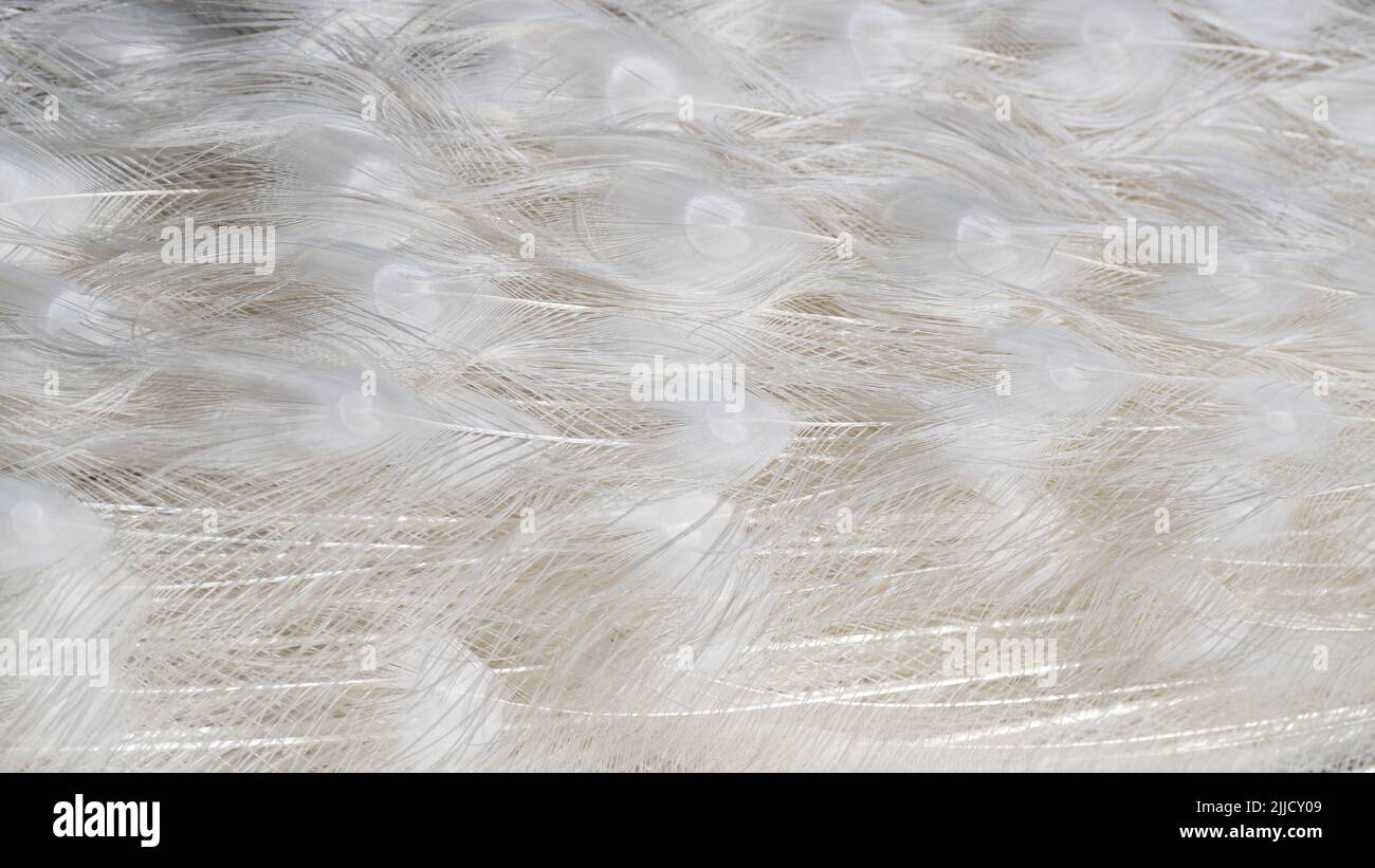 White peacock tail feathers close up background Stock Photo
