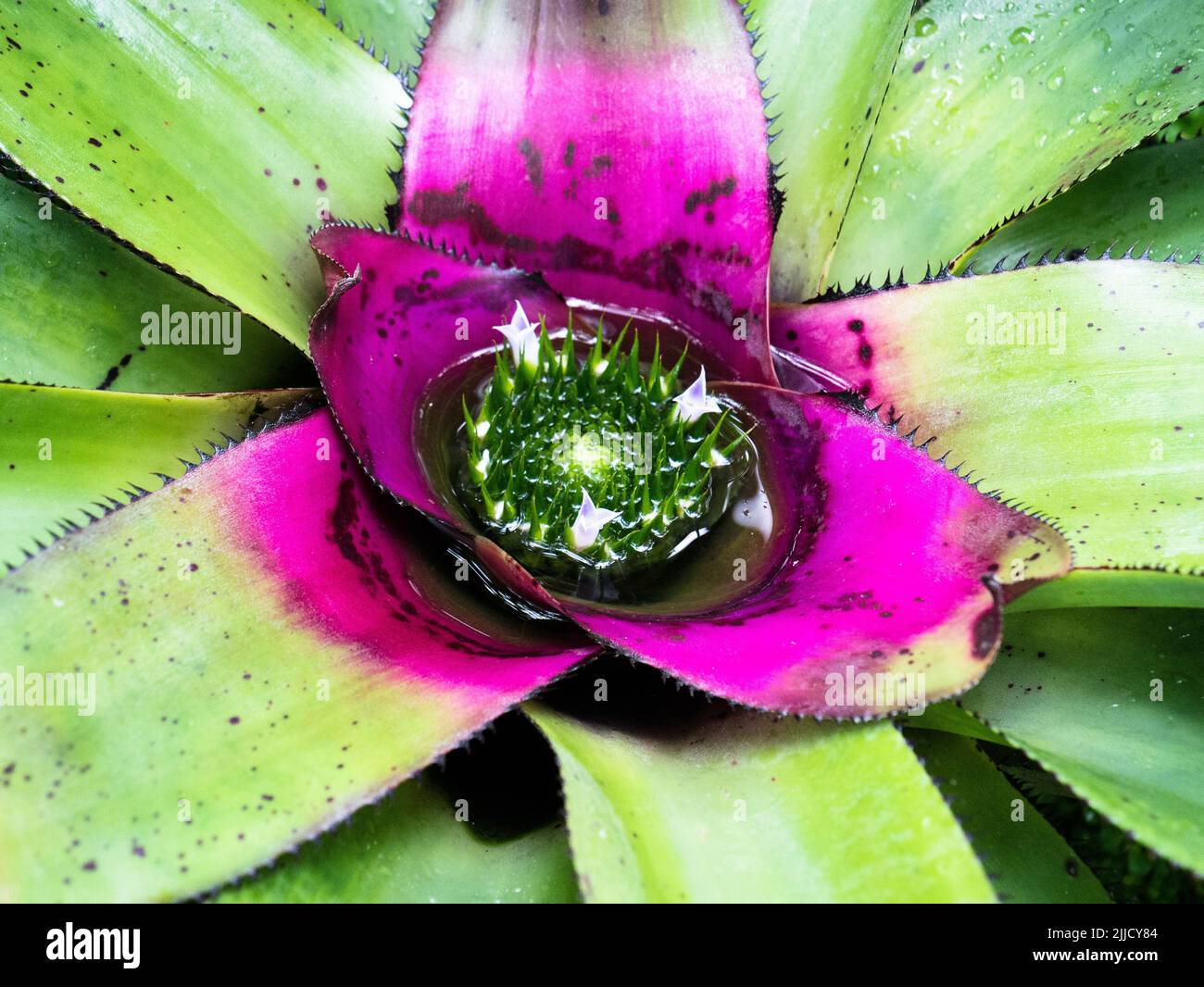A closeup of an exotic green and purple plant Neoregelia concentrica with water droplets on its leaves Stock Photo