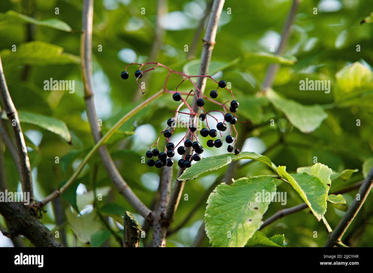 Elderberries hanging on the tree Stock Photo