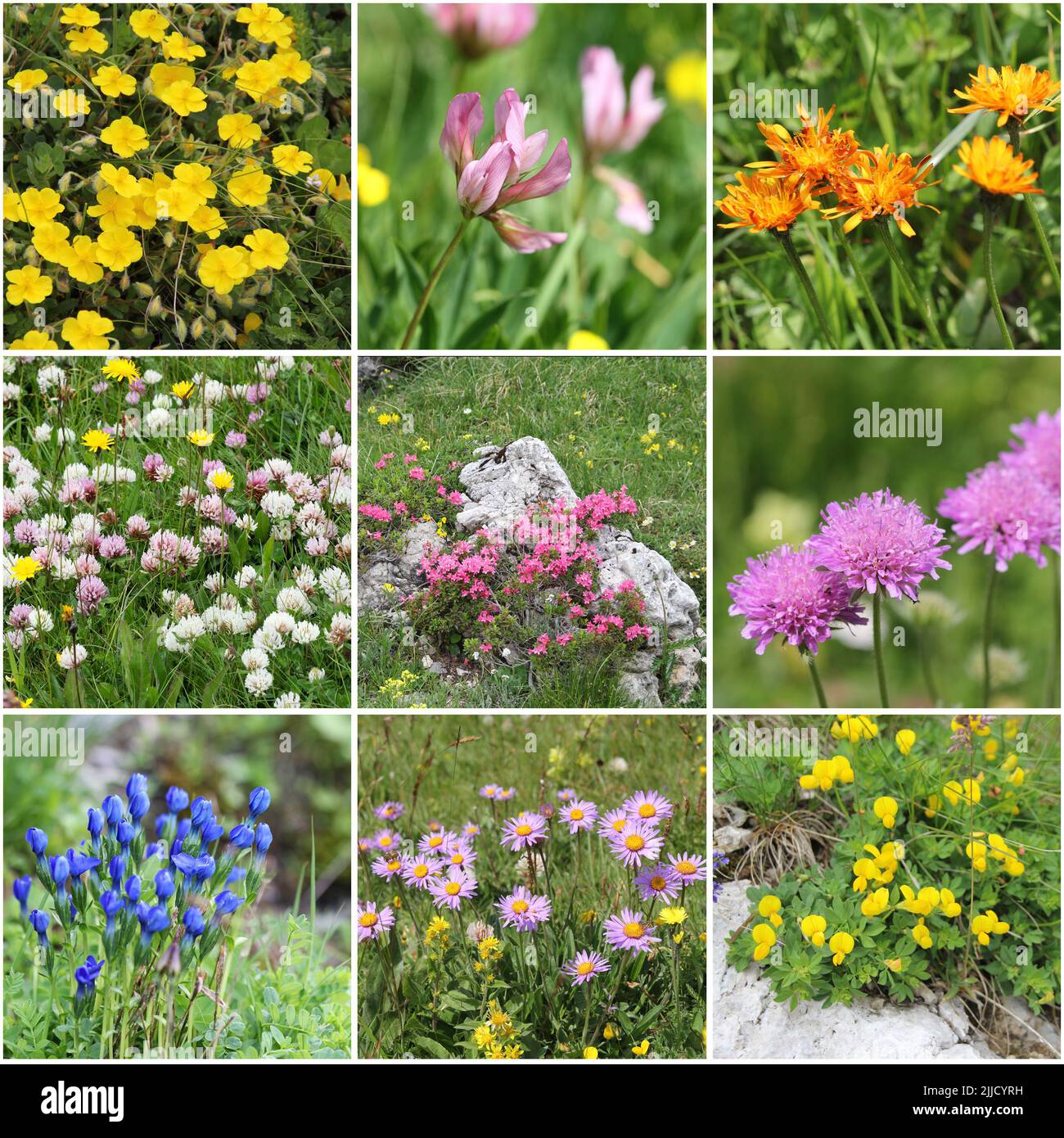 Alps Flora collage, Series 3: from top left: rock rose, alpine clover, golden Hawk's-beard, red clover, Alps rose, scabiosa columbaria, Gentiana verna Stock Photo