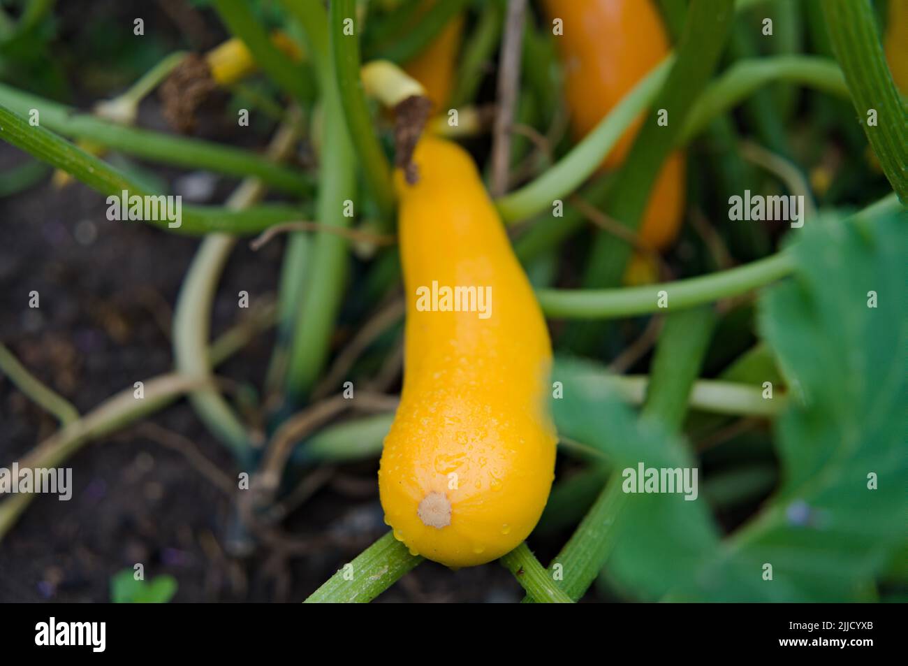 Yellow fresh fruit of zucchini in the garden Stock Photo
