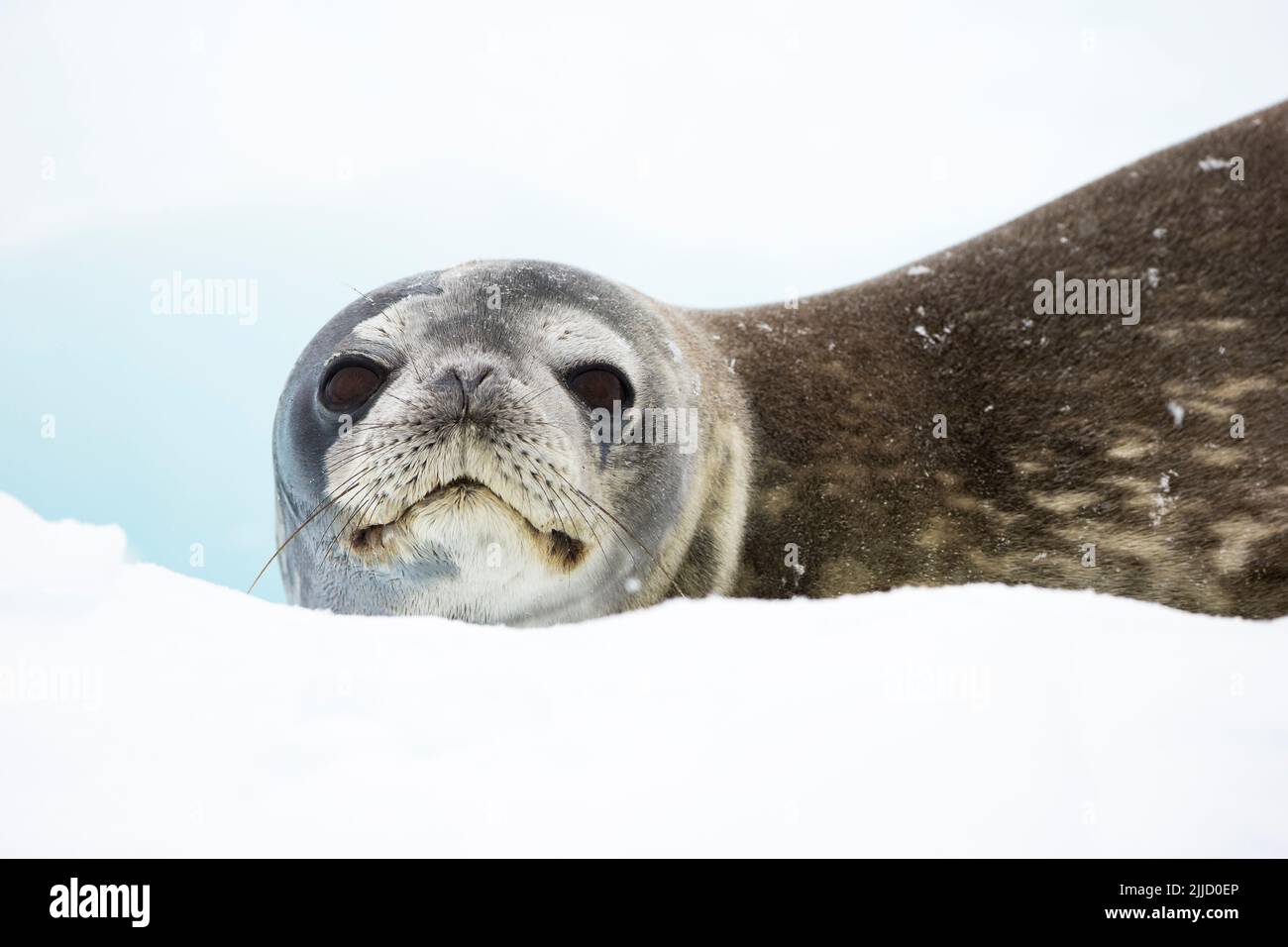 Weddell Seal Leptonychotes Weddellii, Hauled Out On Iceberg, Neko ...