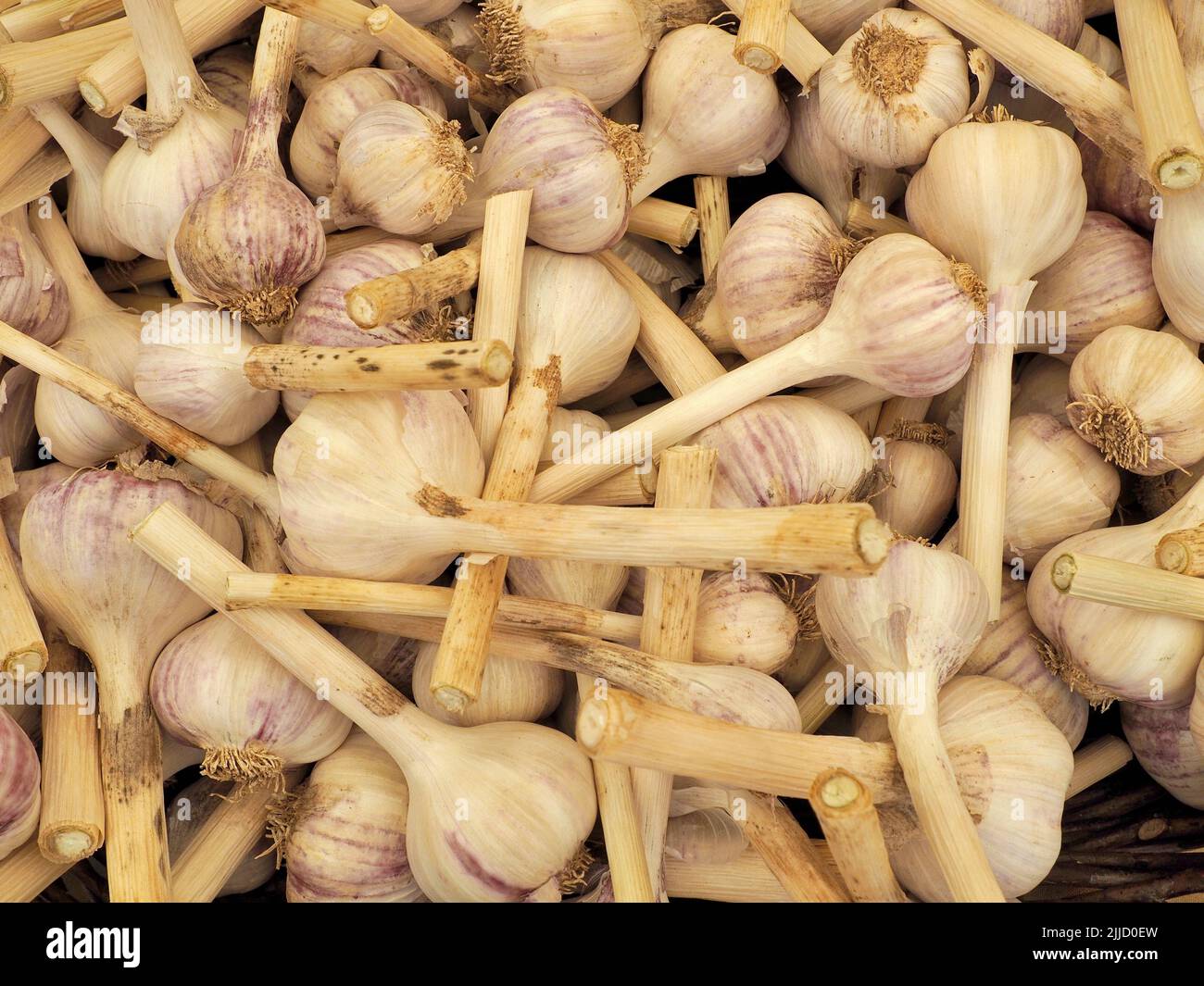 fresh organic garlic in basket at eugene saturday market Stock Photo