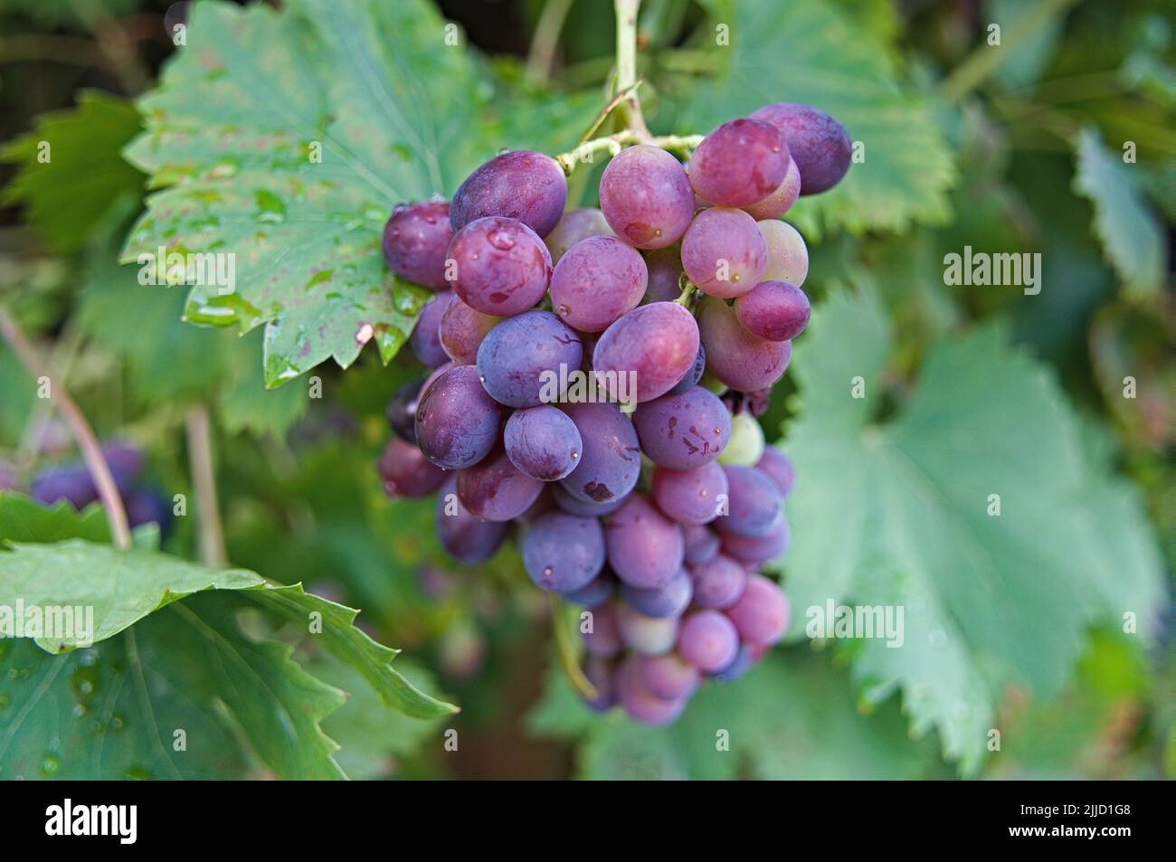 Fresh blue grape hanging on vine Stock Photo