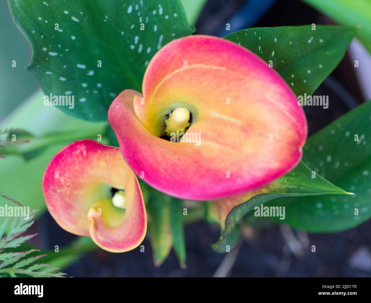 Calla Lily (bog arum, marsh calla, wild calla, squaw claw, and water-arum favours bog, marshes, ponds and wet places; it is native temperate regions o Stock Photo