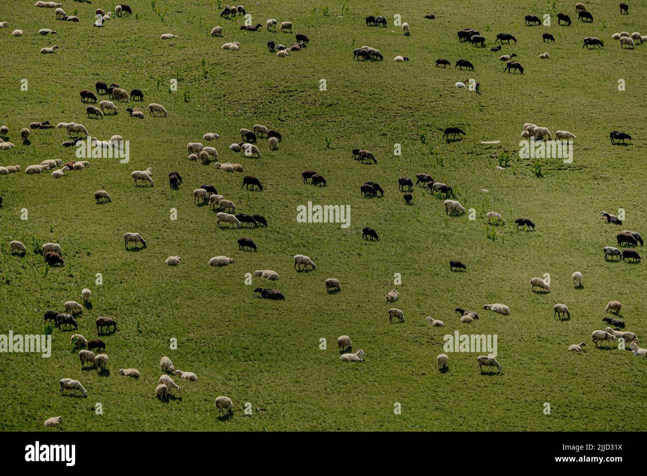 flock of sheep grazing in mountain meadow Stock Photo
