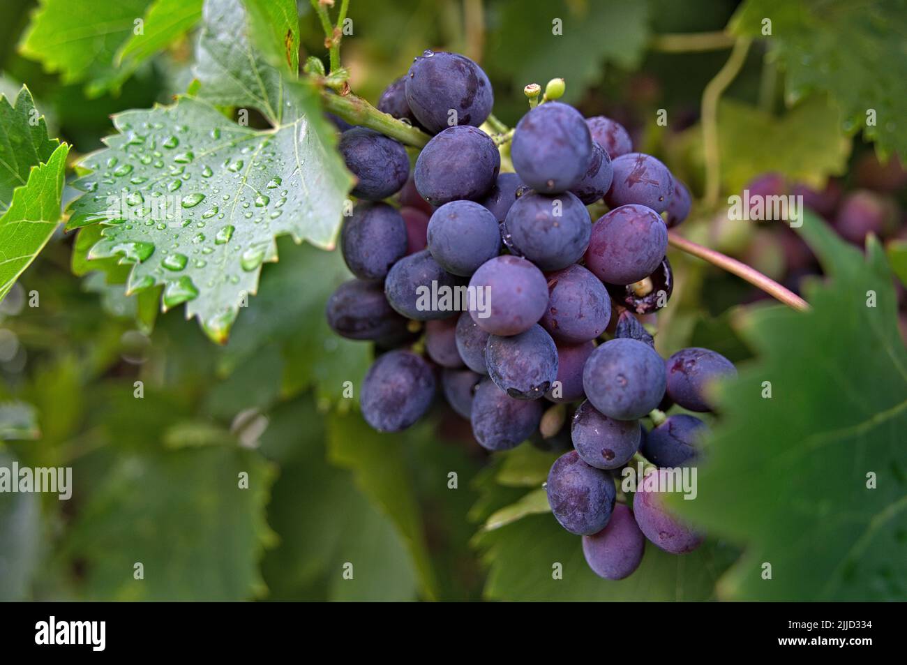 Fresh blue grape hanging on vine Stock Photo