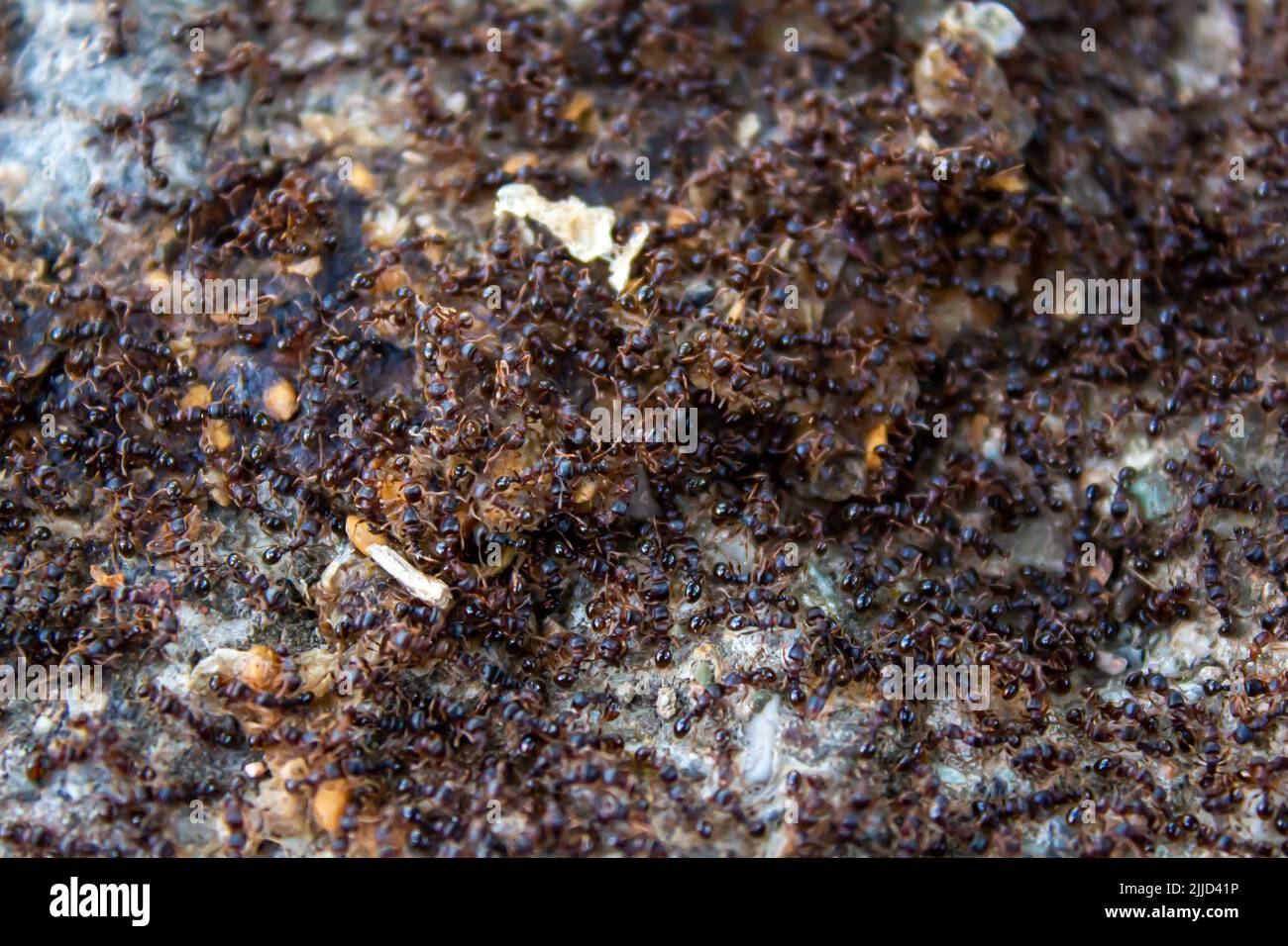 A large swarm of ants. Lots of ants looking for food. Teamwork concept. Stock Photo