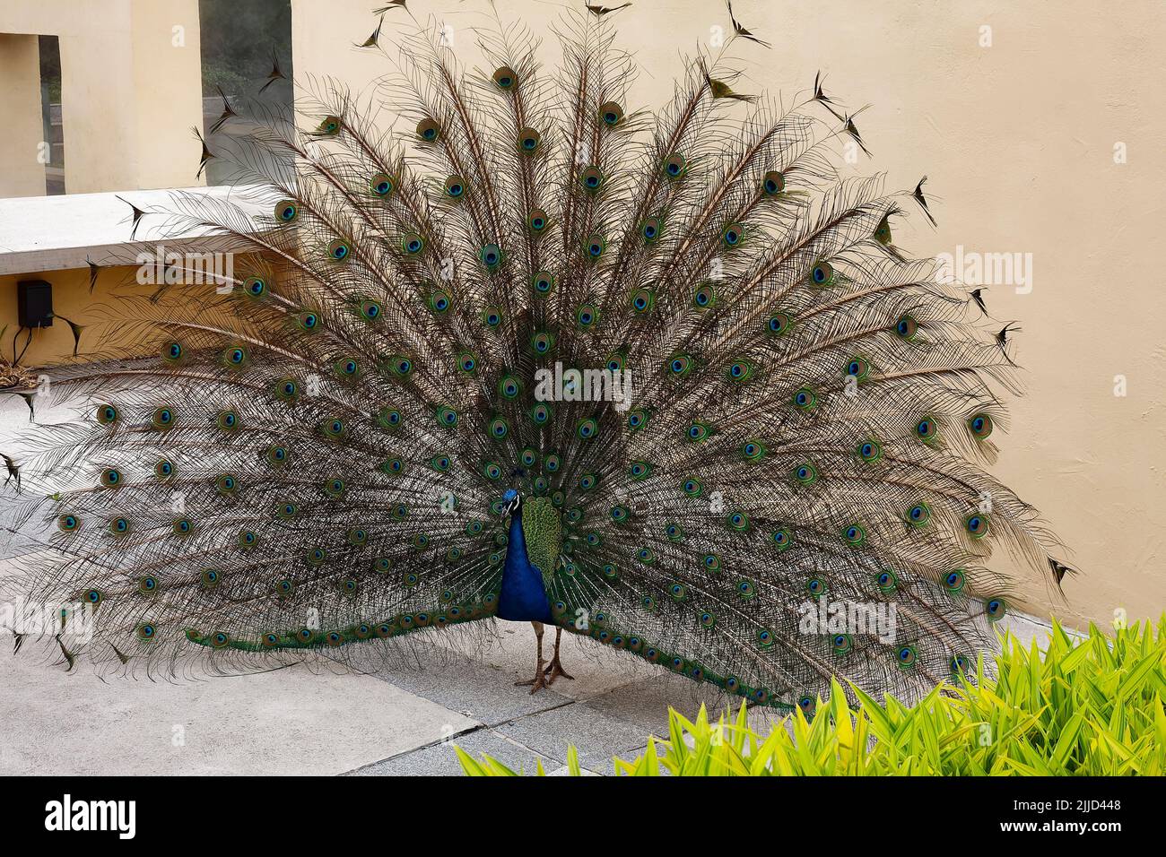 peacock portrait, full front view, tail feathers spread in large fan, colorful bird, Indian peafowl, Seward Johnson Center for the Arts; Grounds for S Stock Photo