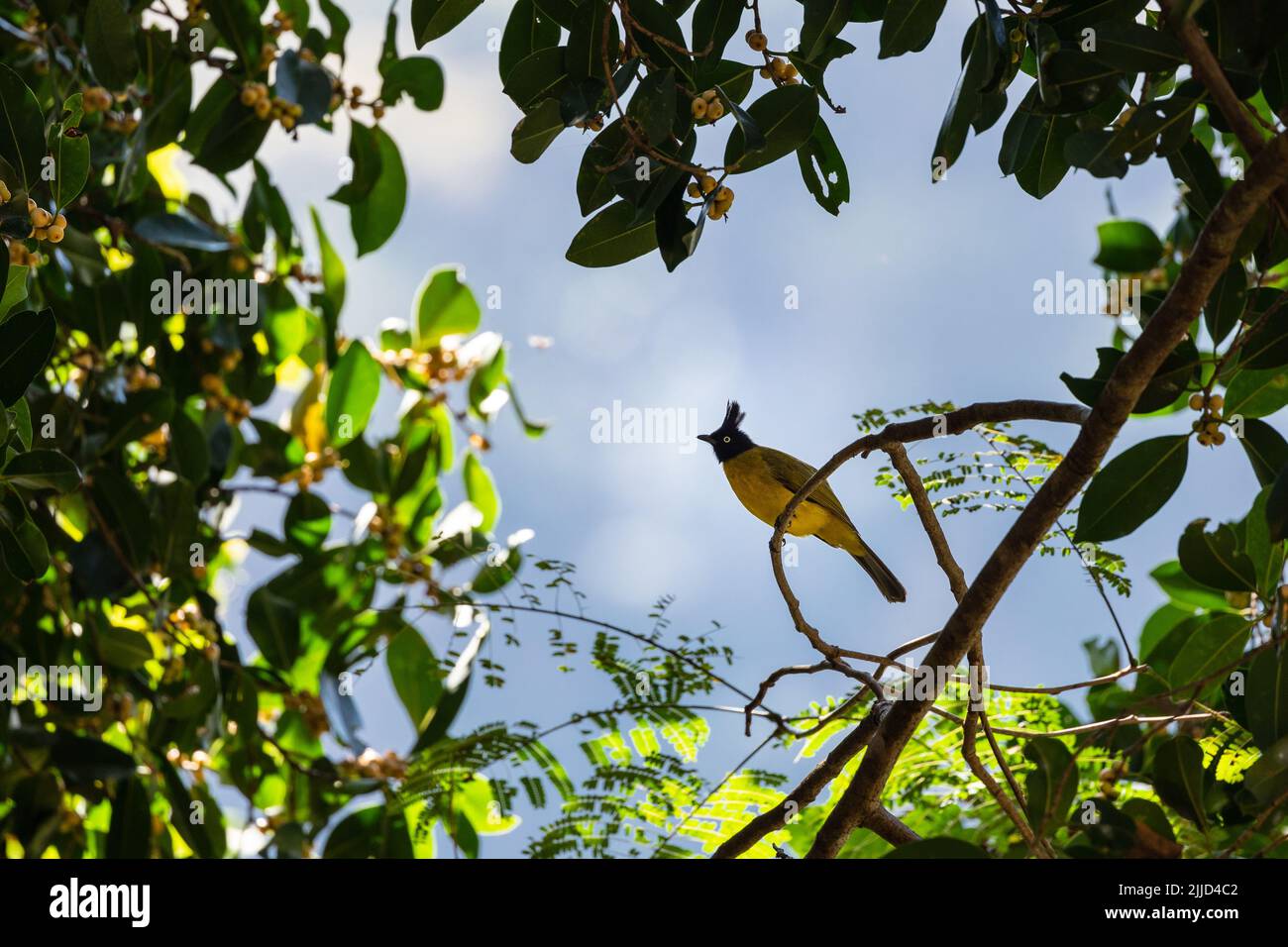 Black crested bulbul (Rubigula flaviventris), standin on a branch of a fig tree, Thailand Stock Photo