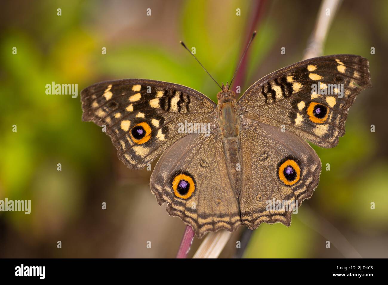 Butterfly Lemon Pansy (Junonia lemonias) wings wide open. Stock Photo