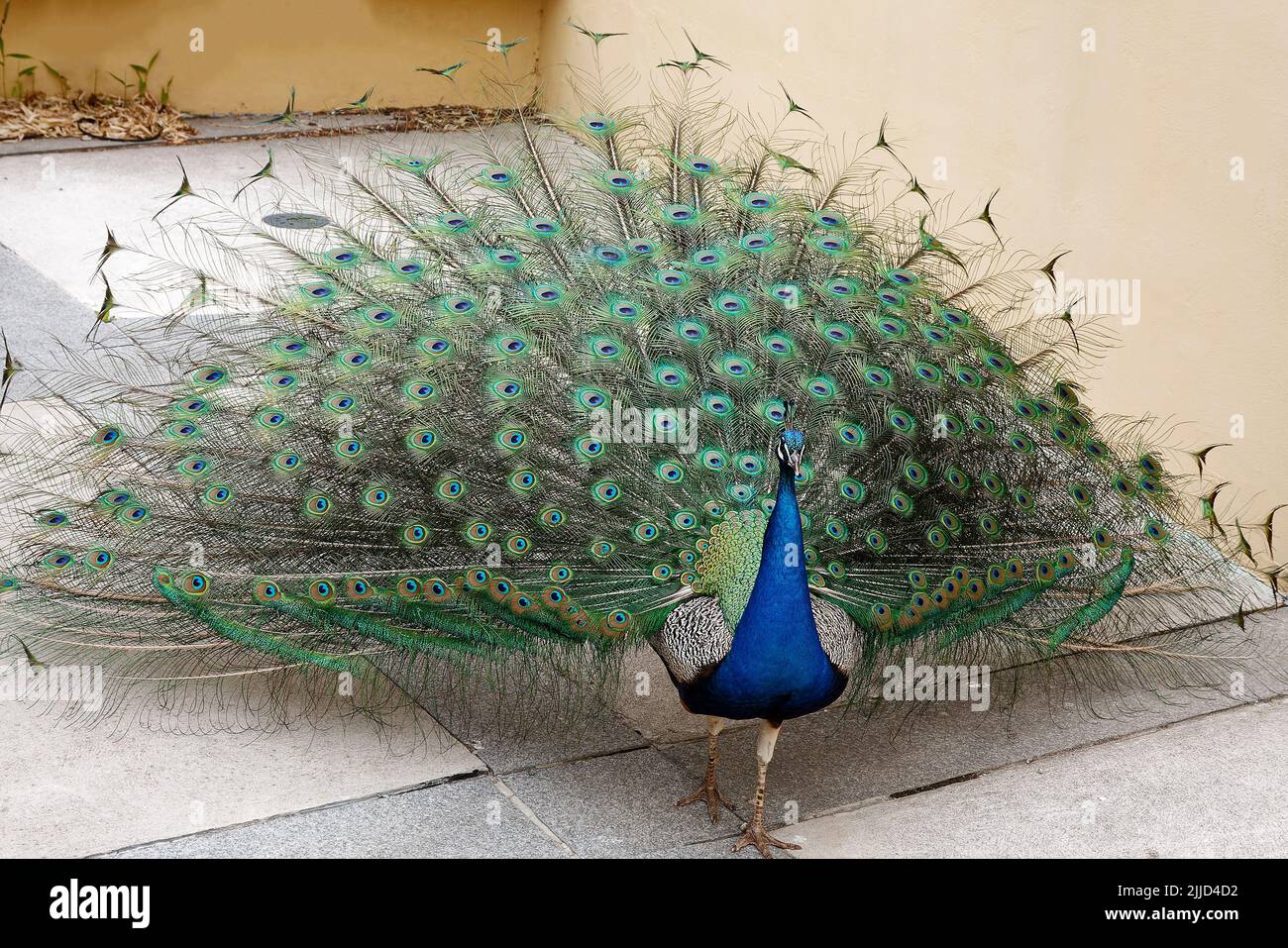 peacock portrait, tail feathers spread partially in large fan, walking, close-up, colorful bird, Indian peafowl, Seward Johnson Center for the Arts; G Stock Photo