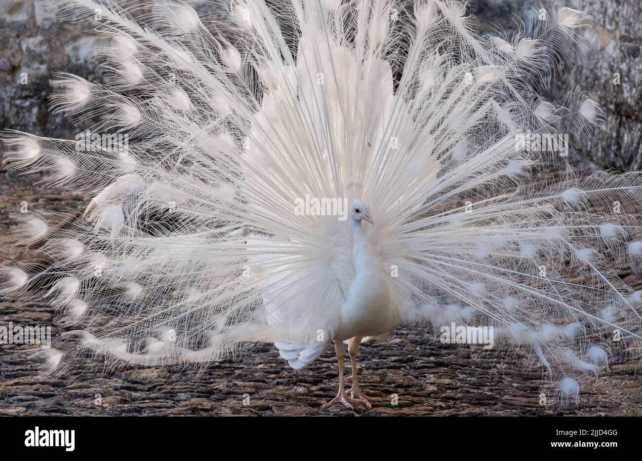 White peacock displaying its feathers as part of a mating ritual, in