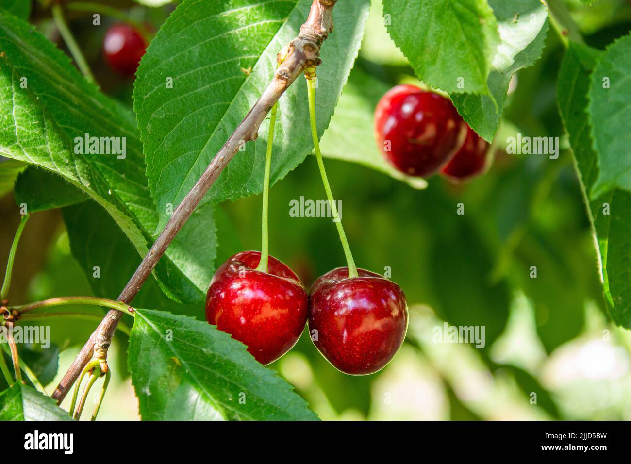 Cherry fruits on tree branches. Closeup photo of tasty ripe cherries. Agriculture and harvest