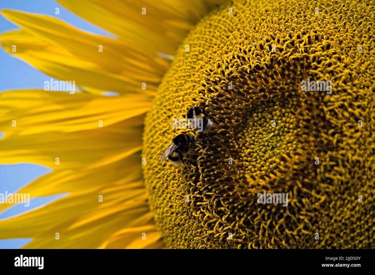 Busy bumblebees on sunflower Stock Photo