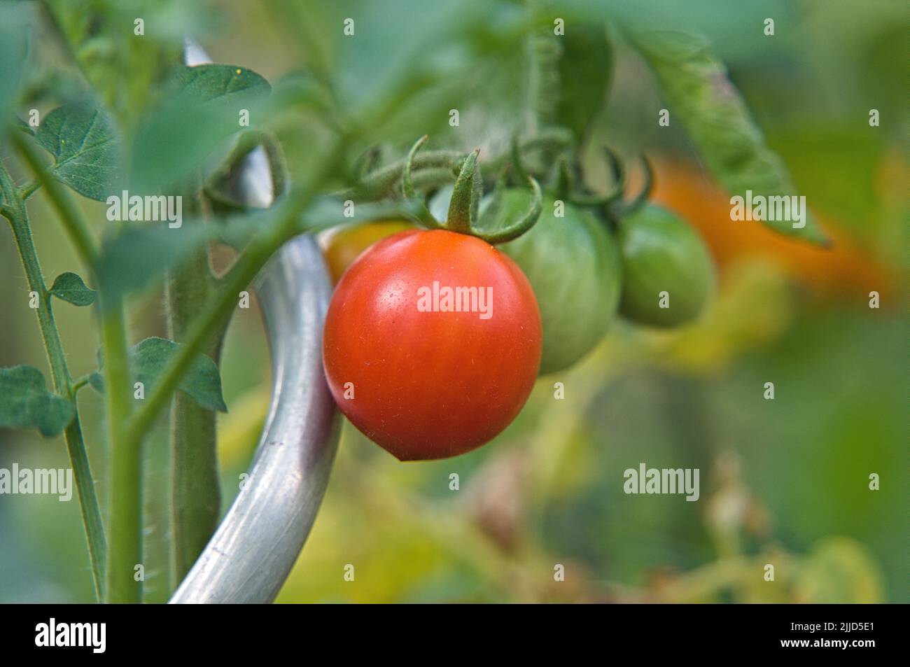 Red and green fresh tomato hanging on tomato vine in the garden Stock ...
