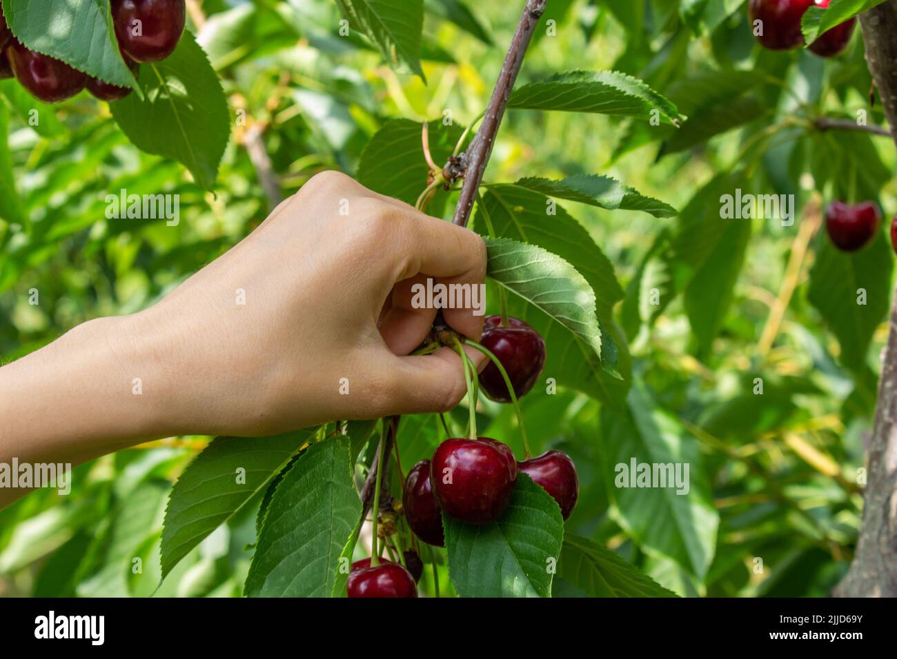 Woman picking cherry. Growing fruits in a orchard. Cherry fruits