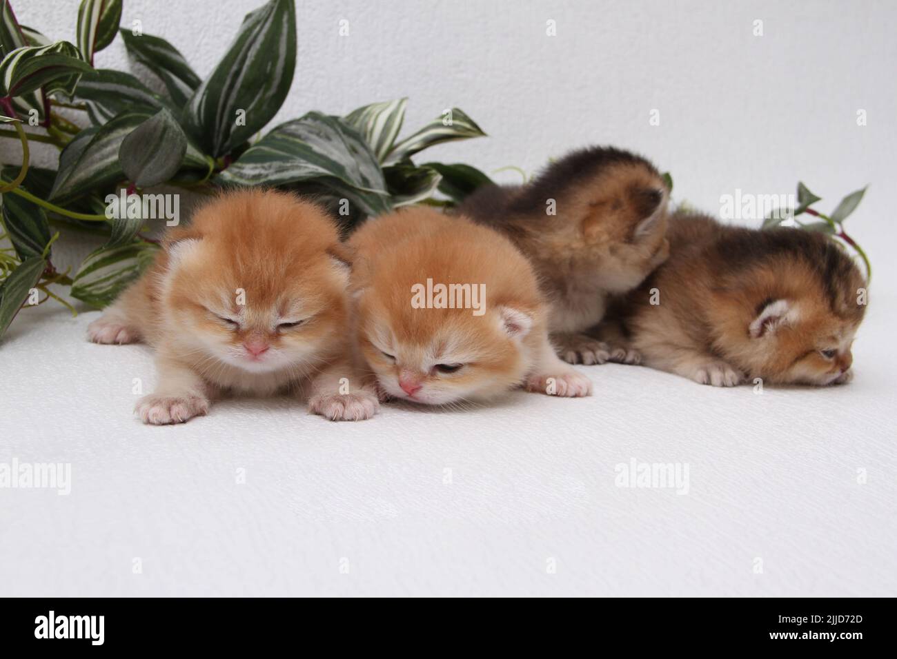 British longhair kittens on white background with green leaves. Golden chinchilla highlander. Cute fluffy kitten . Pets at cozy home. Top view web Stock Photo