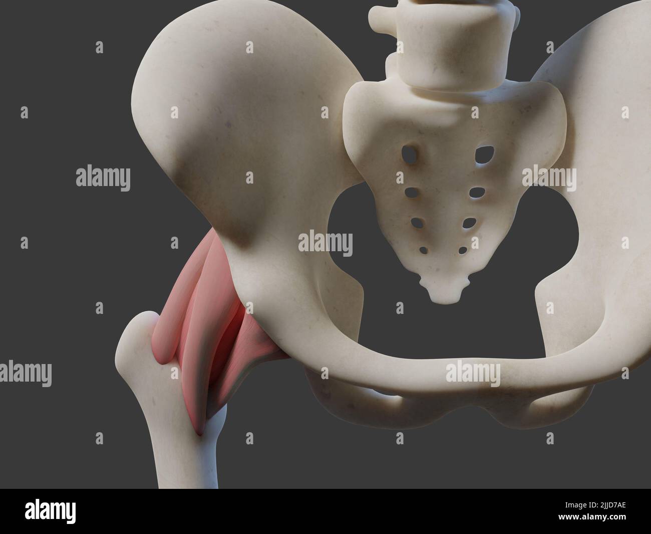 3D illustration of human joint. Includes Stock Photo
