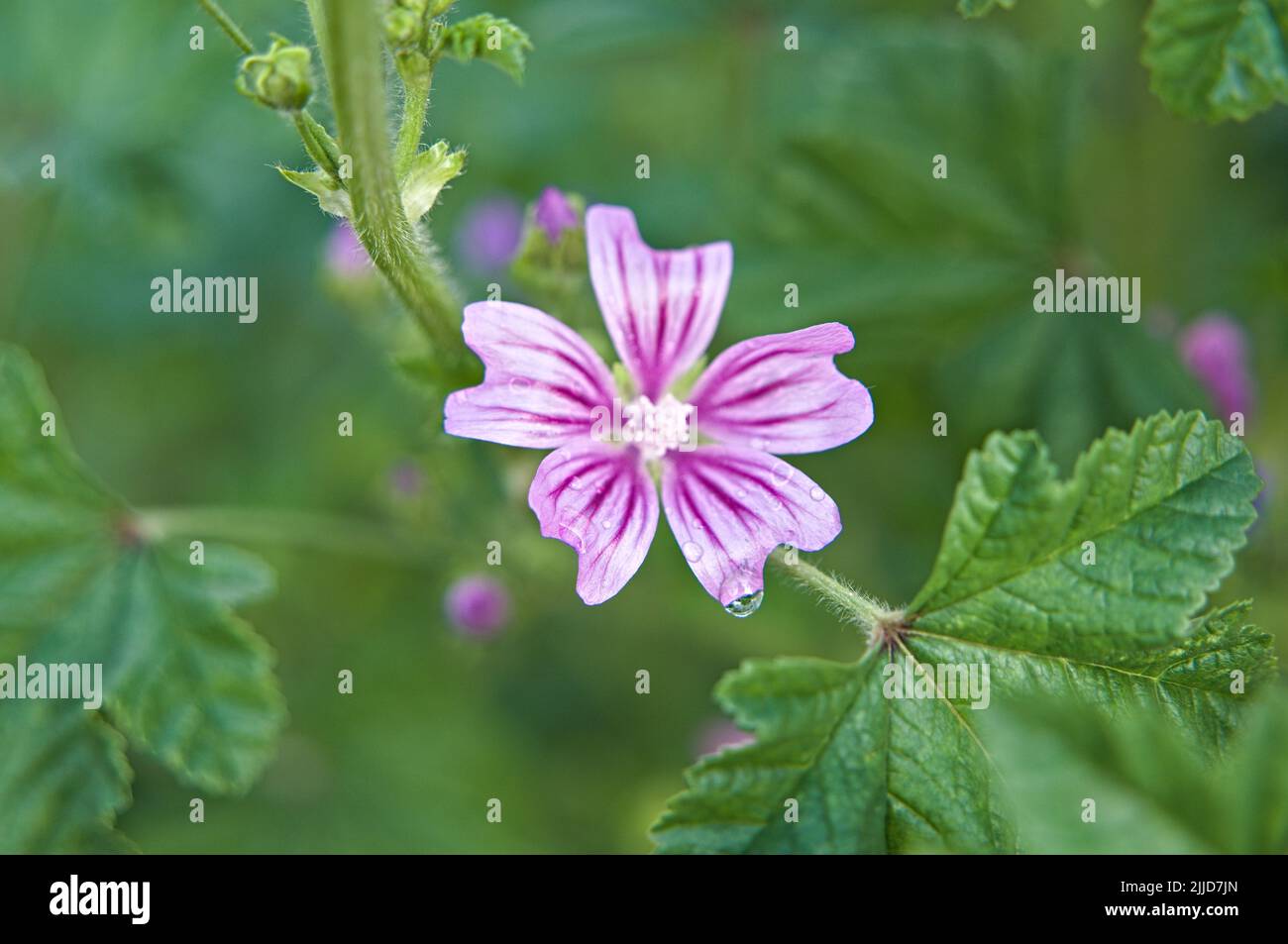 Flowering mallow in summertime Stock Photo