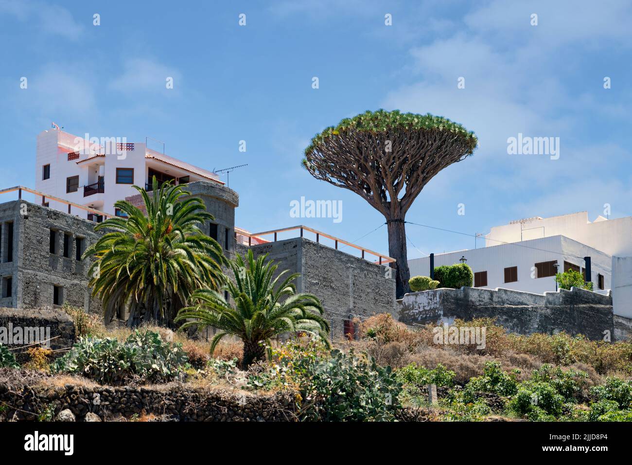 Der Drago Milenario-Drachenbaum in Icod de los Vinos Stock Photo
