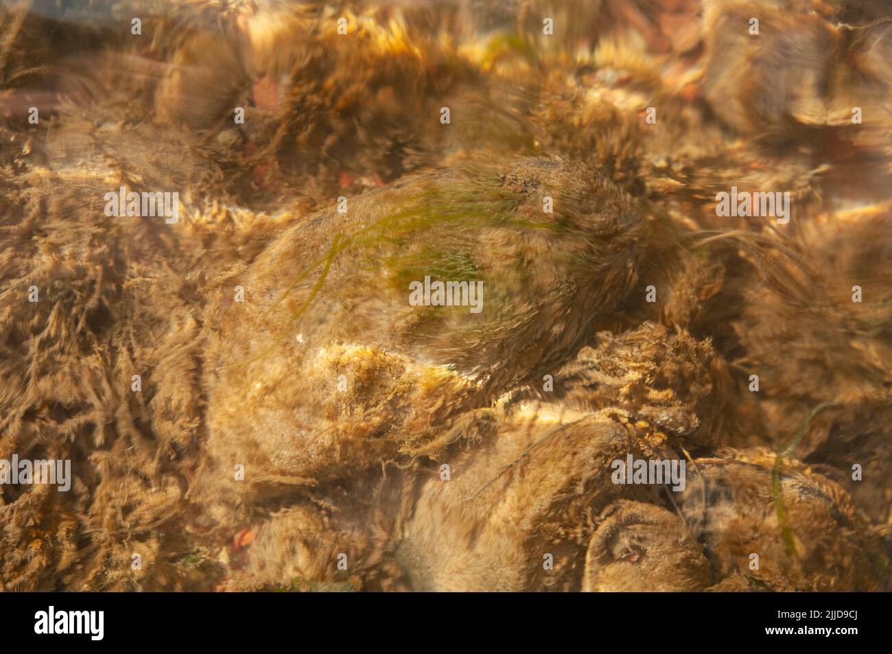 Common mussels living in Sandy Haven estuary covered with excessive