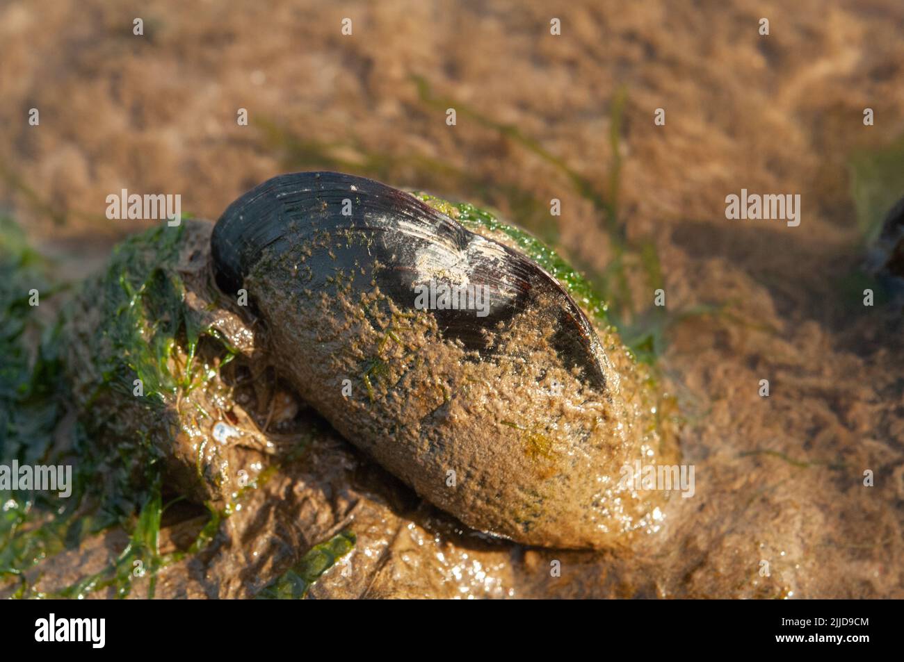 Common mussels living in Sandy Haven estuary covered with excessive