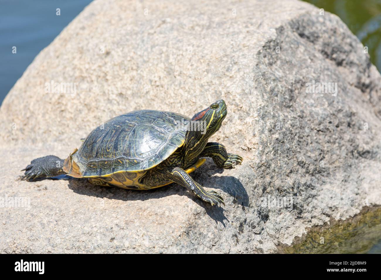 Painter turtle sunning itself on a rock Stock Photo