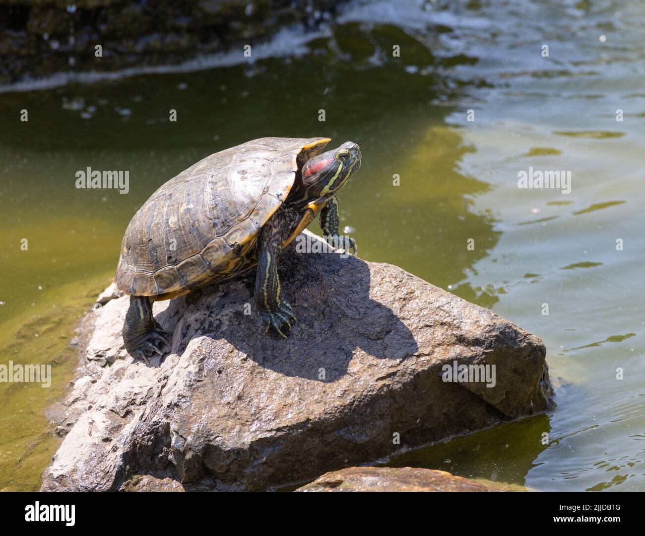 Painter turtle sunning itself on a rock Stock Photo
