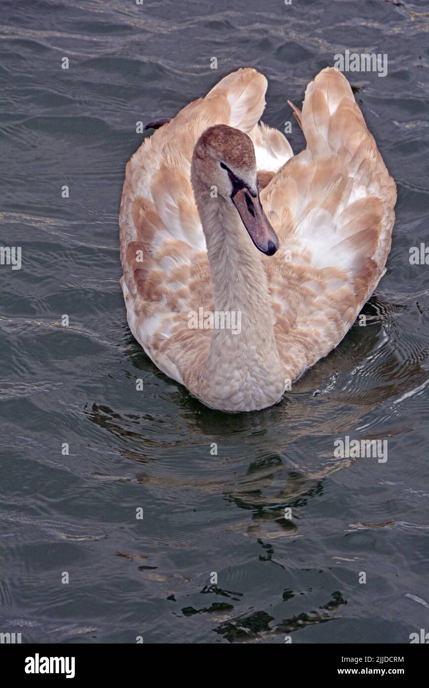 A swan in the ake at Kissena Park in Flushing, Queens, New York City. Stock Photo