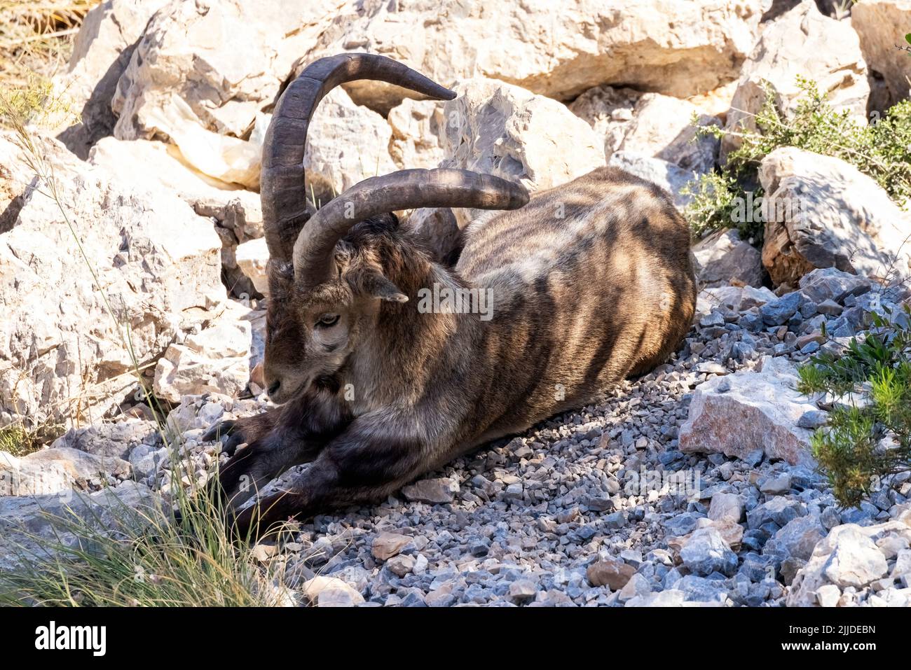 La Herradura, Almuneca. Andalucia, Spain. Large male Iberian Ibex, taking shade on a hot afternoon in Andalucia, Spain. 8th May 2022 Stock Photo