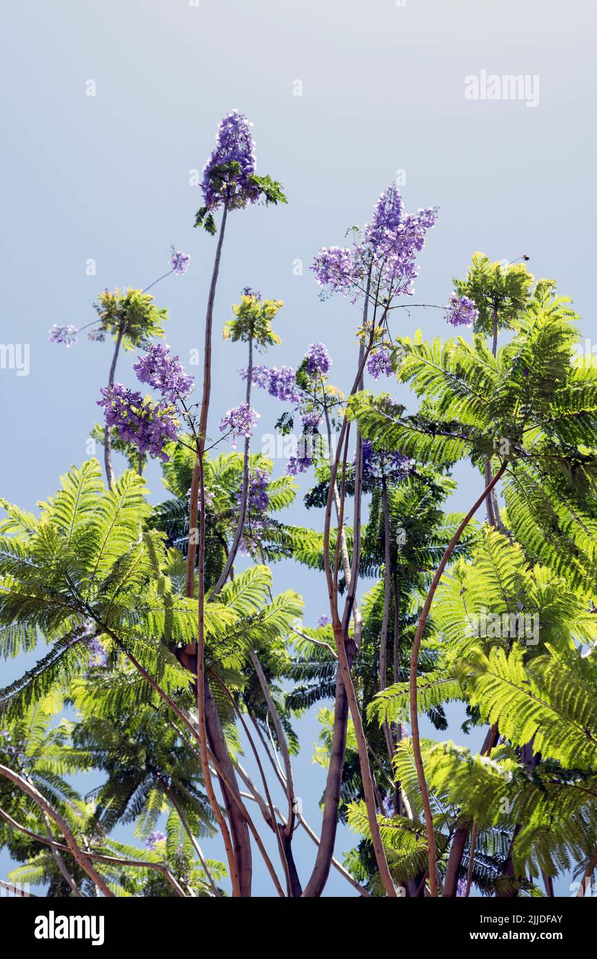 Blüten des Palisanderholzbaumes (Jacaranda mimosifolia) Stock Photo