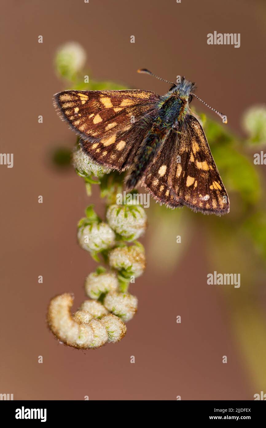 Chequered skipper Carterocephalus palaemon, perched on bracken frond, Ariundle Oakwood, Scotland in May. Stock Photo