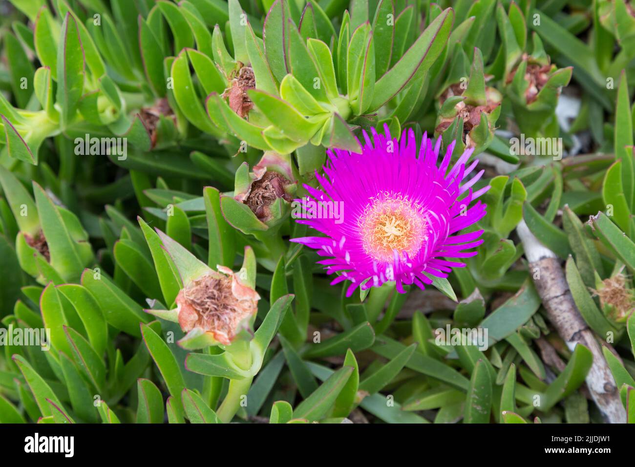 Carpobrotus edulis, Hottentot-fig, ice plant, highway ice plant or pigface close-up Stock Photo