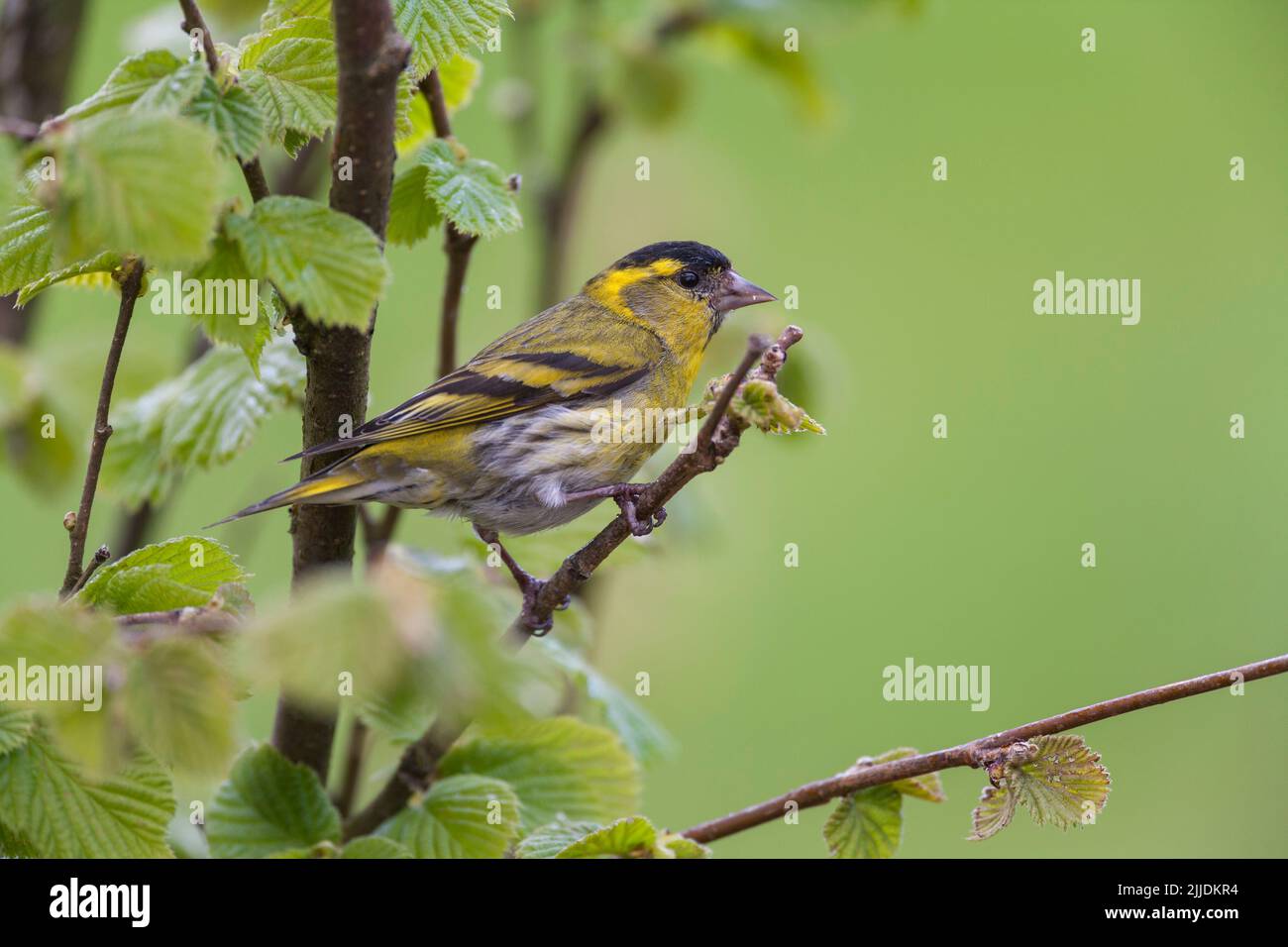 Eurasian siskin Carduelis spinus, adult male perched on branch, Loch Frisa, Isle of Mull, Scotland, May Stock Photo