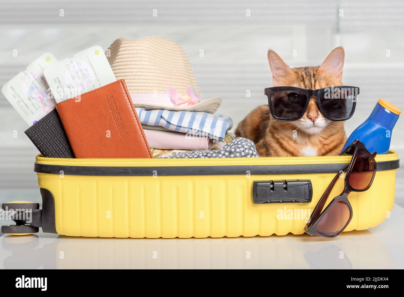 Funny cat in a suitcase with glasses, passports, tickets and clothes