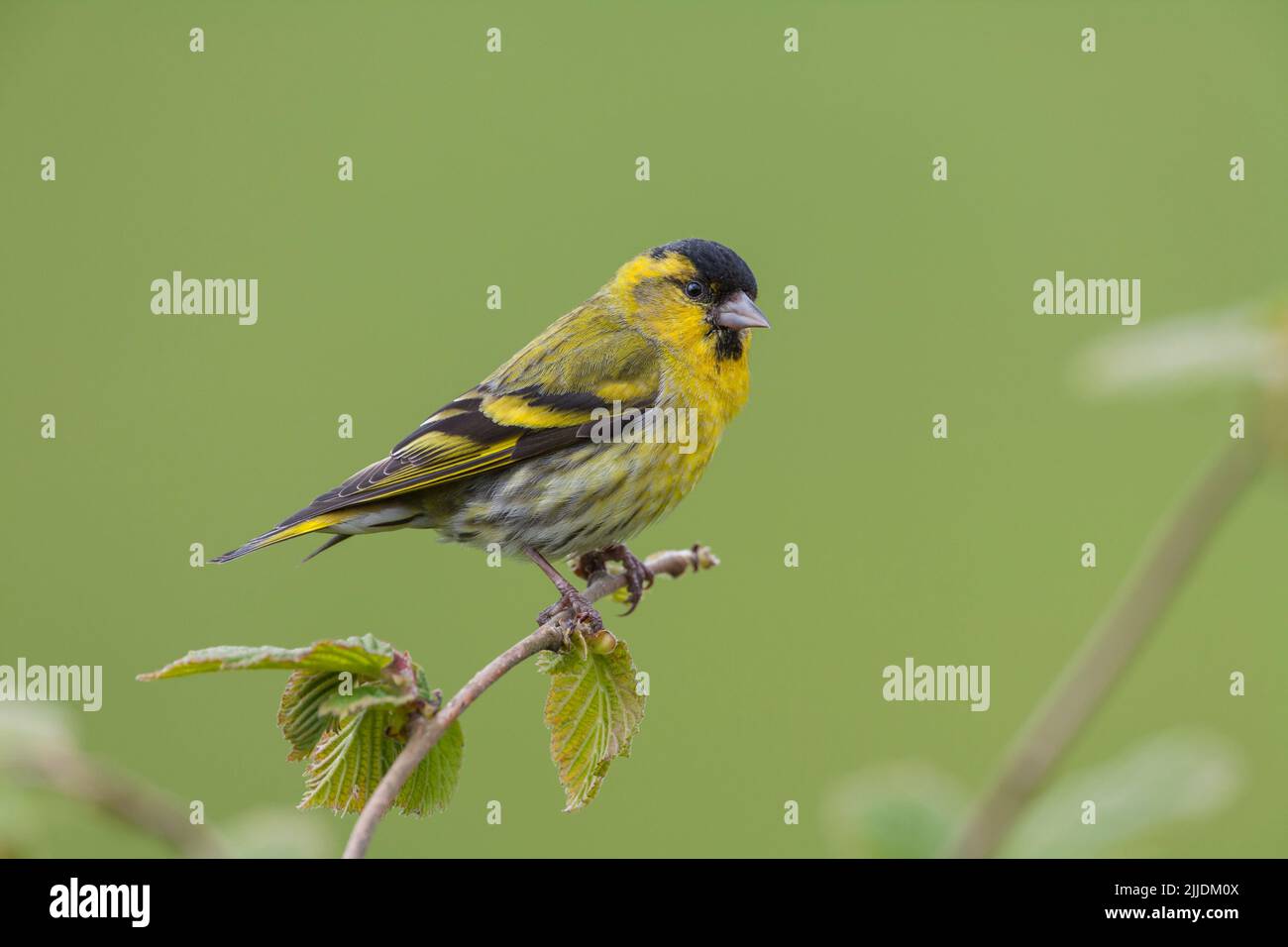 Eurasian siskin Carduelis spinus, adult male perched on branch, Loch Frisa, Isle of Mull, Scotland, May Stock Photo