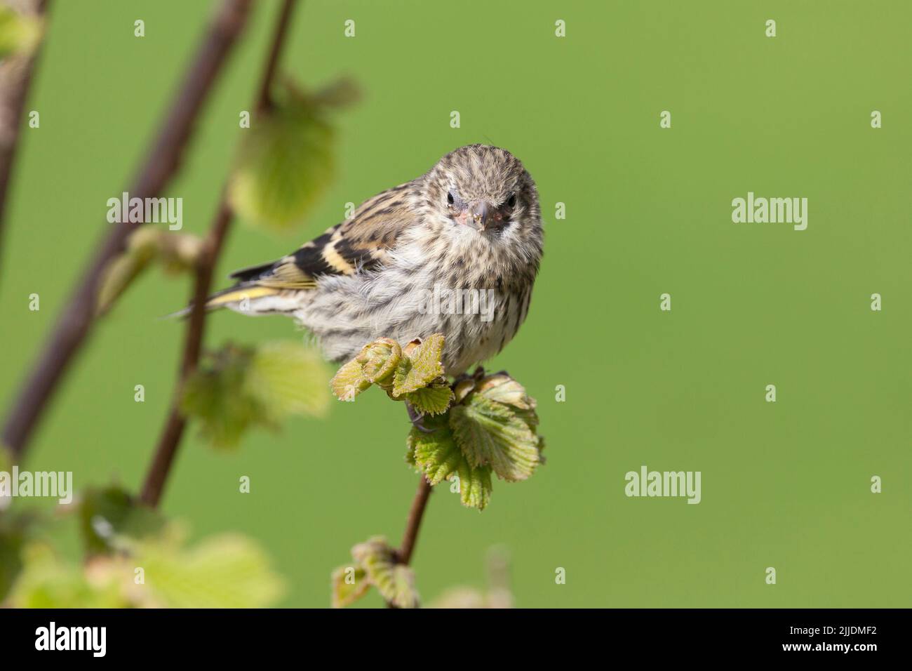 Eurasian siskin Carduelis spinus, juvenile perched on branch, Loch Frisa, Isle of Mull, Scotland, May Stock Photo