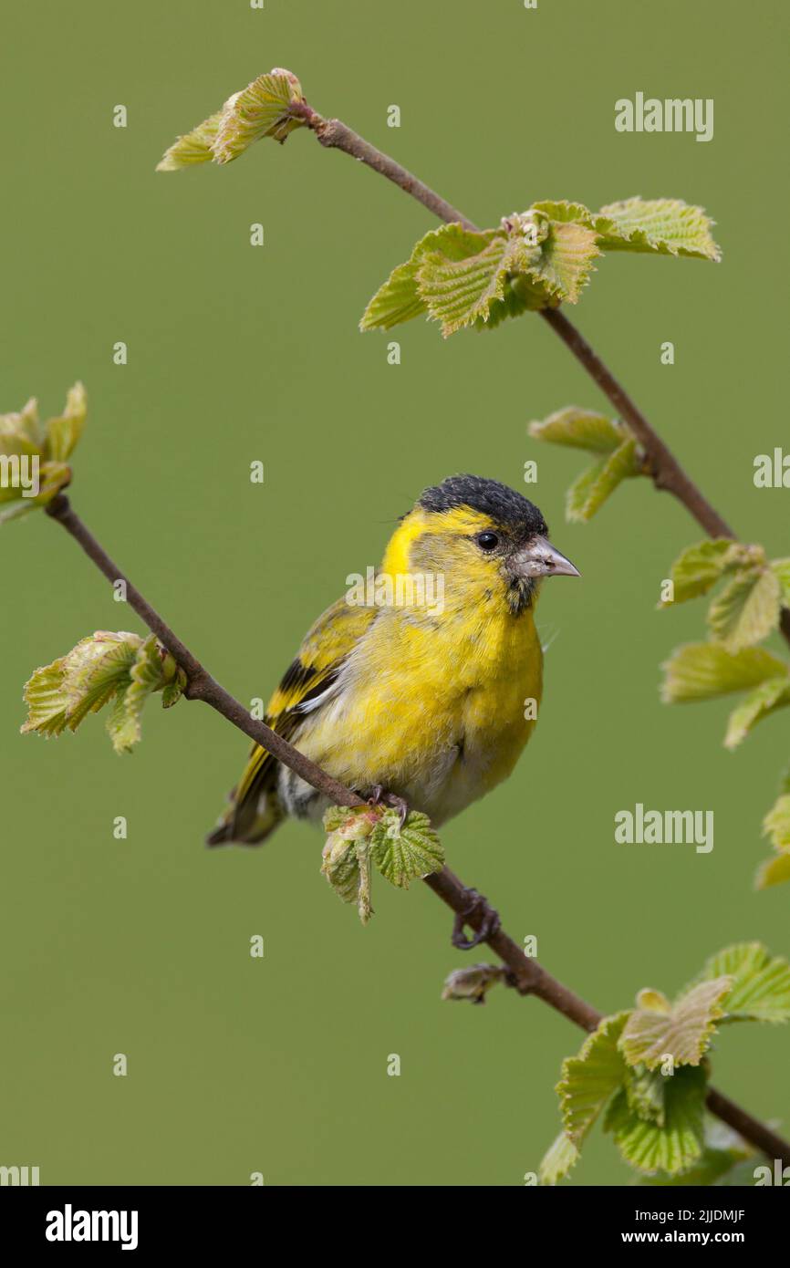 Eurasian siskin Carduelis spinus, adult male perched on branch, Loch Frisa, Isle of Mull, Scotland, May Stock Photo