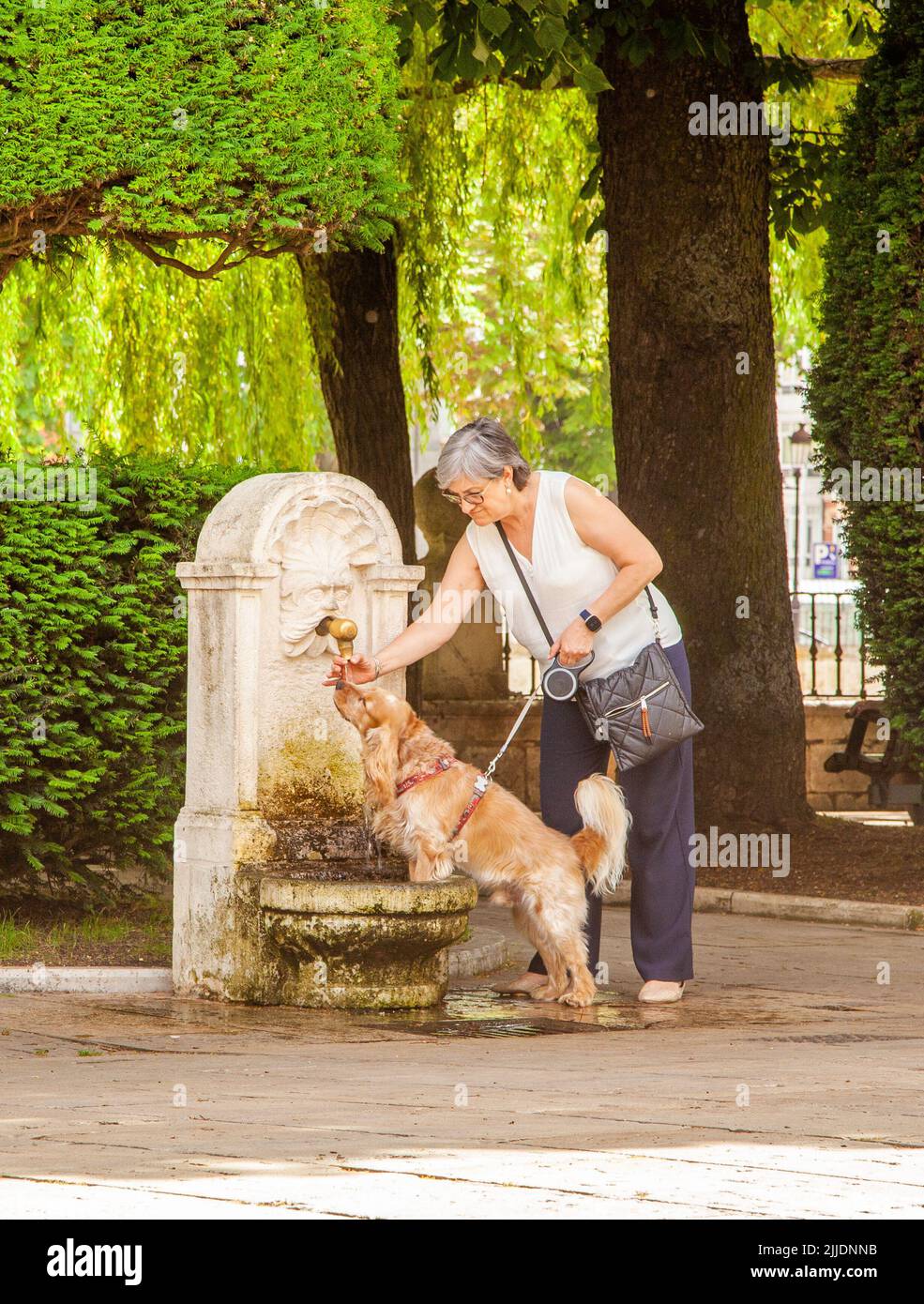 Dog drinking from a water fountain in the Spanish city of Burgos Spain Stock Photo