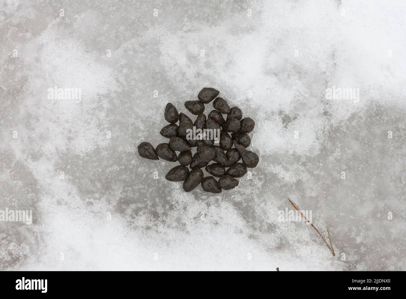 Roe deer Capreolus capreolus, droppings in snow, Moore Nature Reserve, Cheshire, UK, January Stock Photo