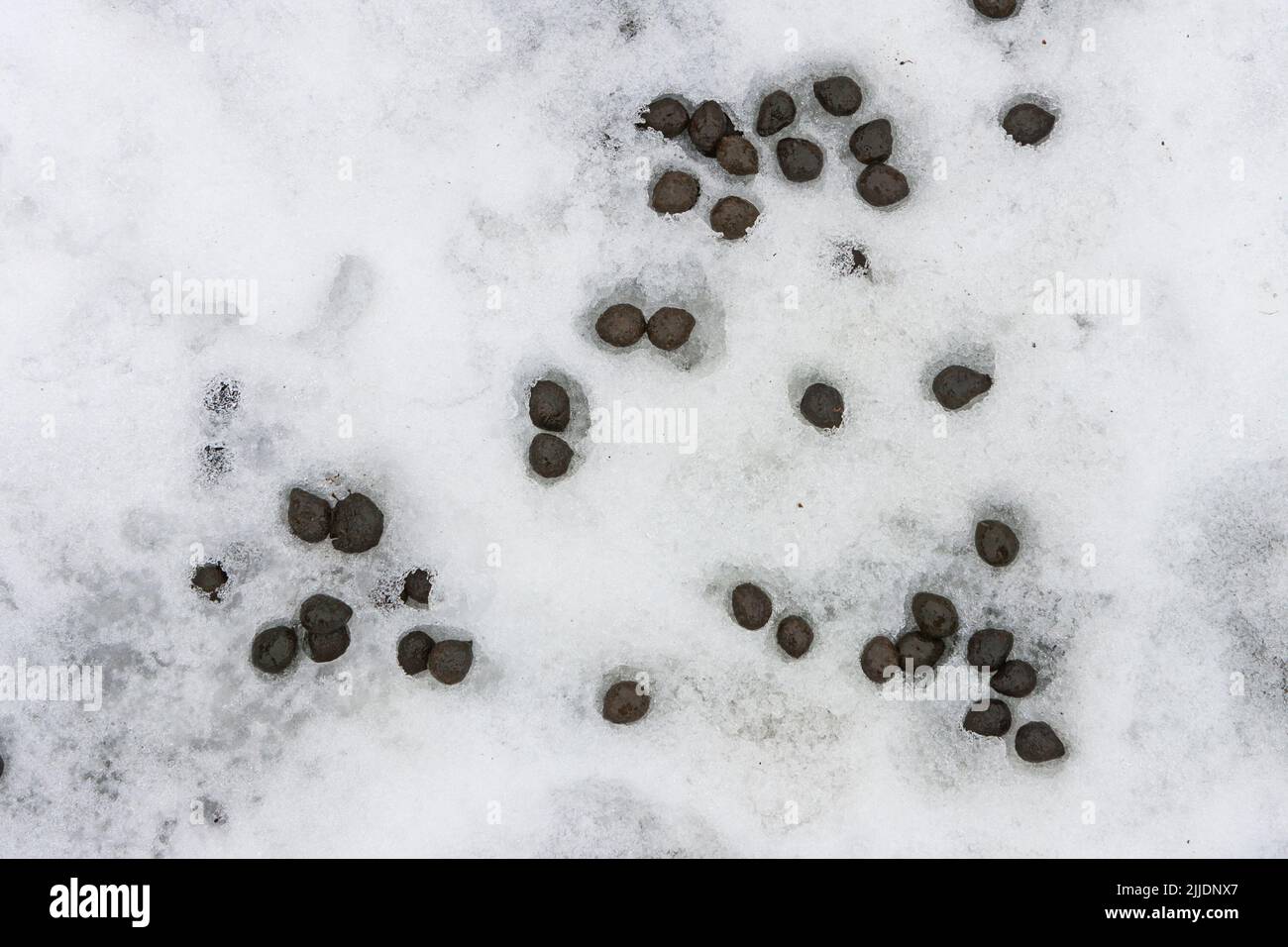 Roe deer Capreolus capreolus, droppings in snow, Moore Nature Reserve, Cheshire, UK, January Stock Photo
