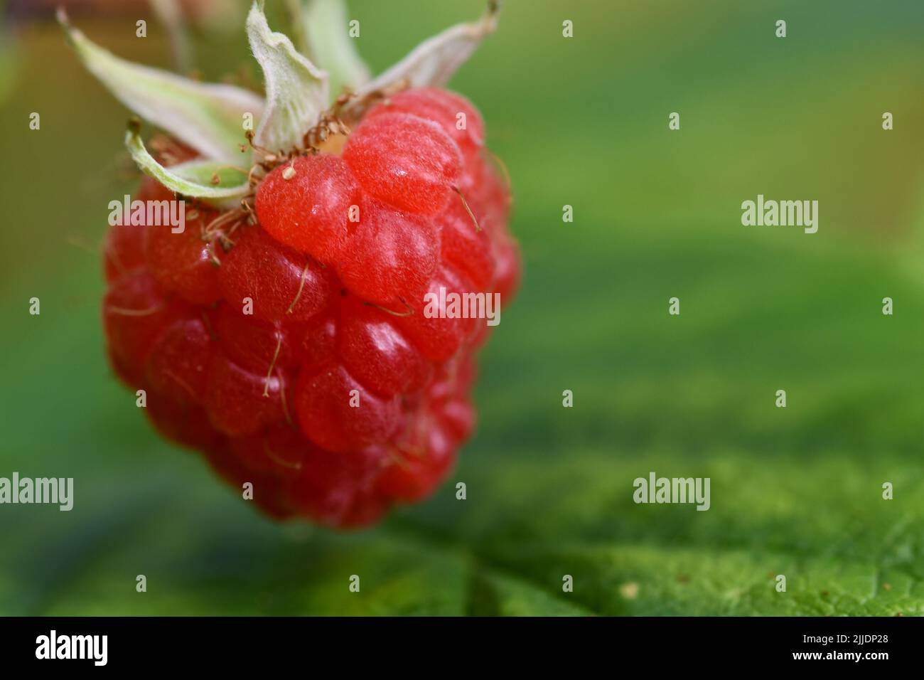 Raspberries, macro photography Stock Photo