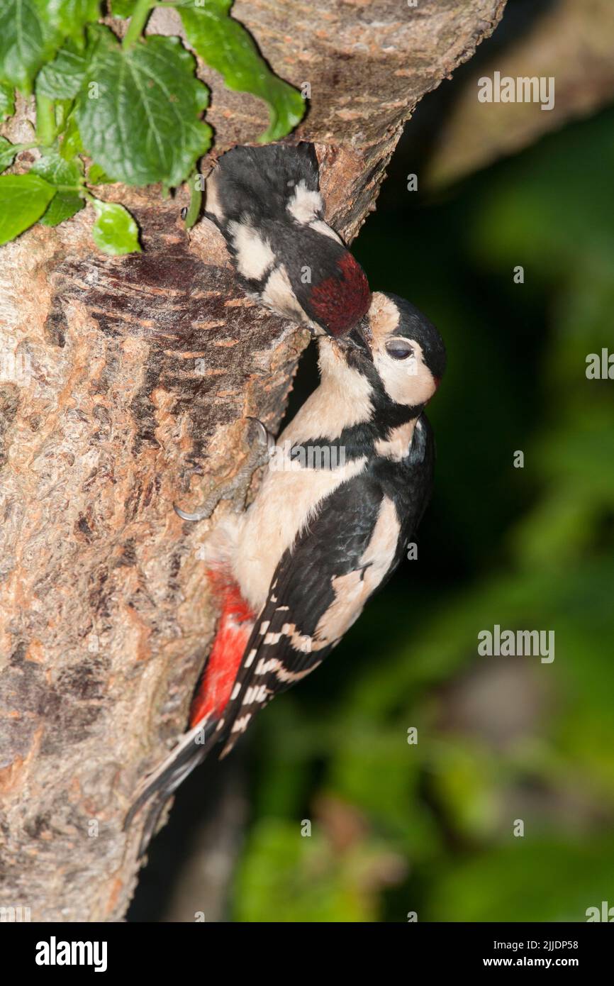 Great spotted woodpecker Dendrocopos major, juvenile being fed by adult at nest hole, Claverham, Somerset, June Stock Photo