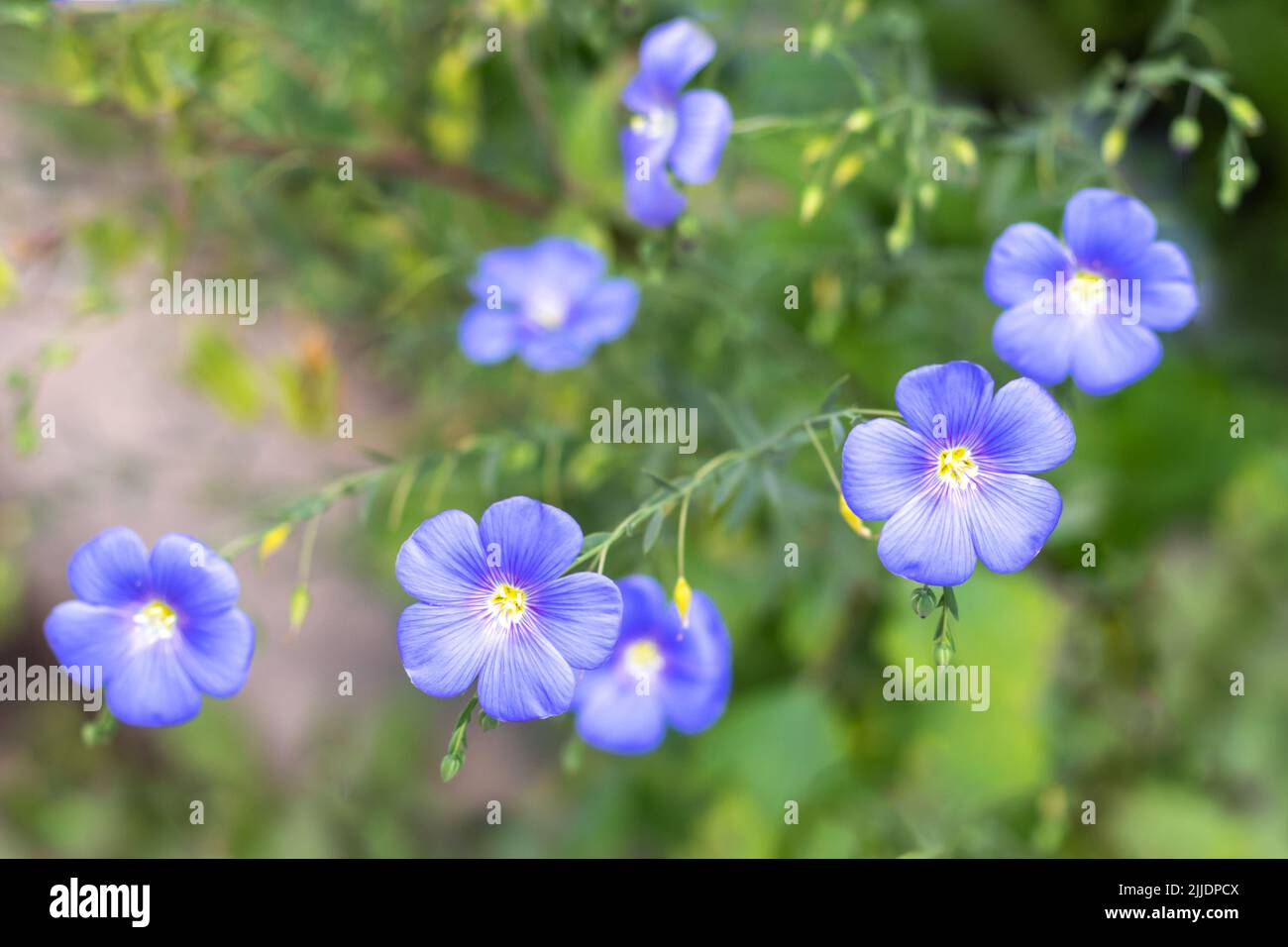 Blue flax flower close-up on a blurred background. Selective focus. Stock Photo