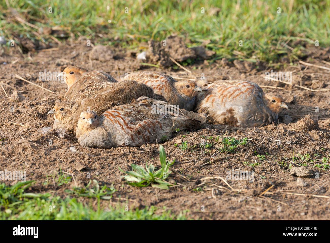 Grey partridge Perdix perdix, adults, covey of birds dust bathing, Elmley Marshes, Kent, UK in October Stock Photo