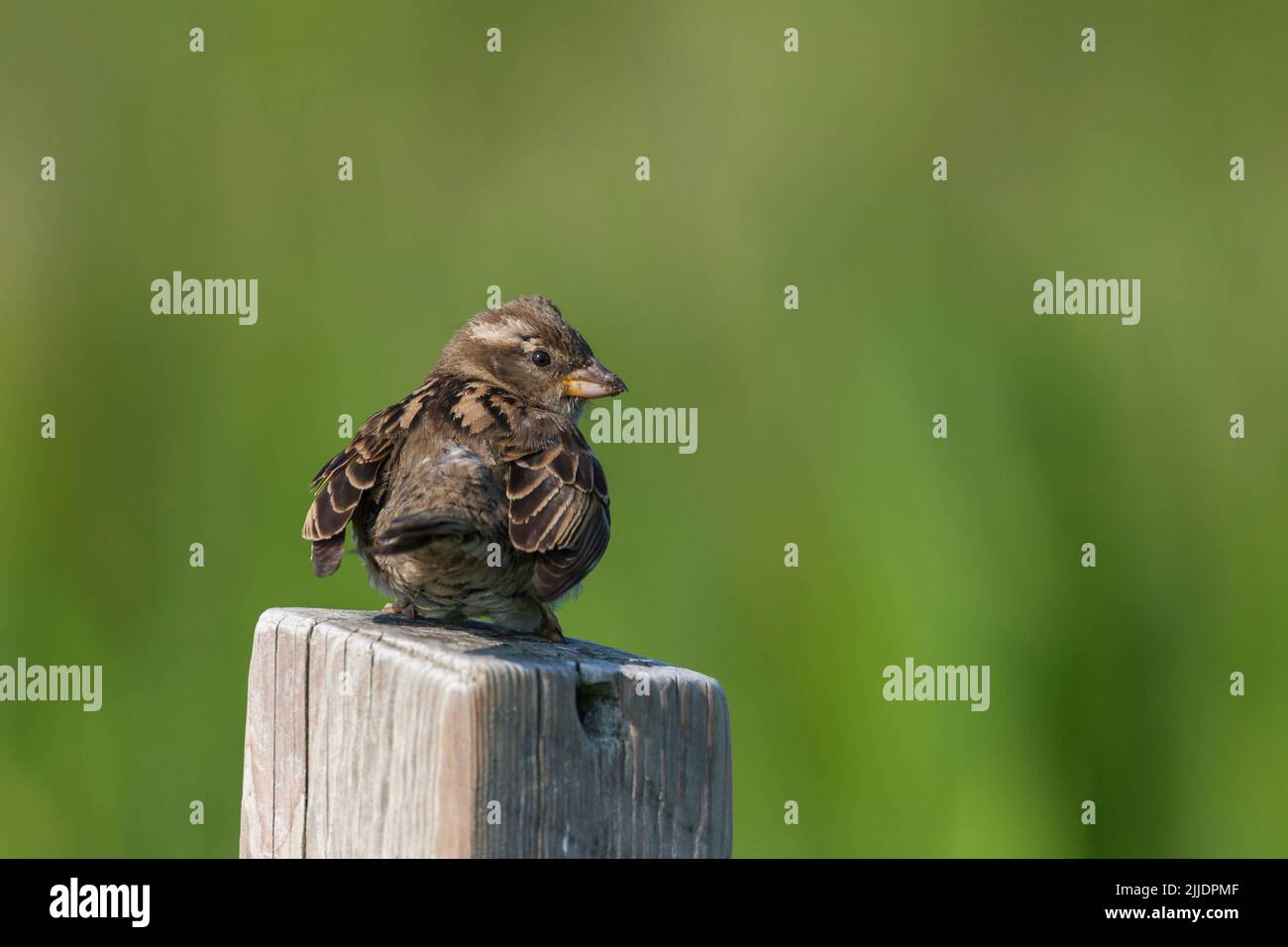 House sparrow Passer domesticus, female, perched on post, North Uist, Outer Hebrides, Scotland, UK, May Stock Photo