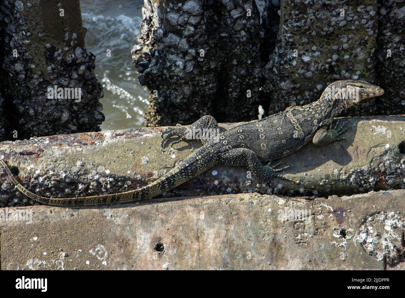 Concrete Lizard -  Canada