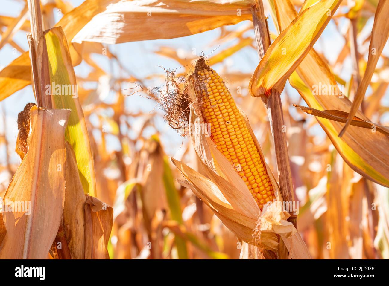 Fusarium corn ear rot damage. most common maize disease, selective focus Stock Photo Alamy