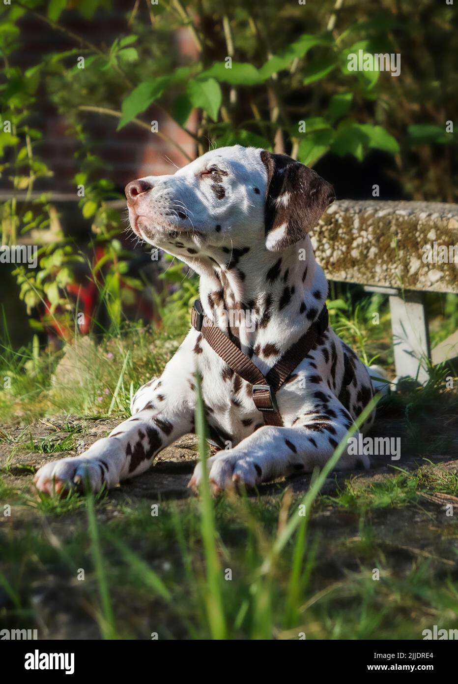Dalmatiner Welpe 10 Wochen Alt Stock Photo Alamy
